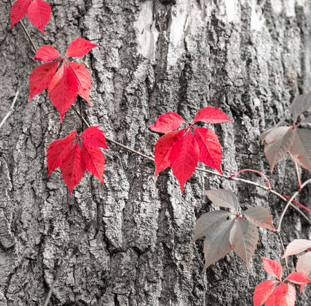red leaves on a tree in autumn park .