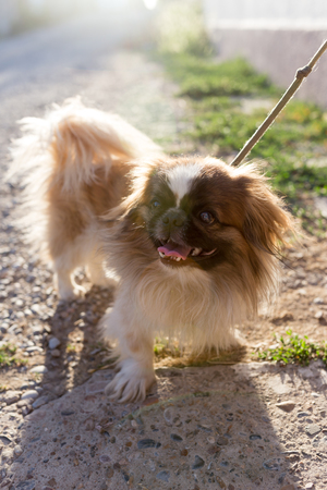 dog on the nature