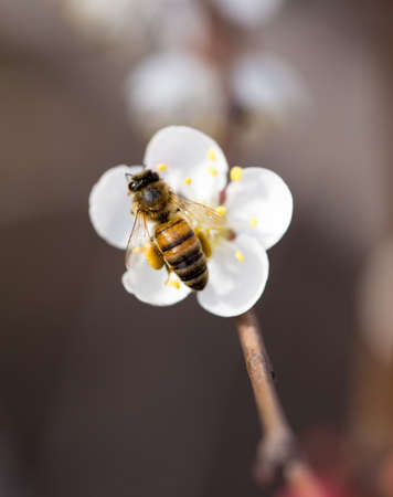 bee on a flower in the nature. macroの写真素材