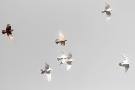 flock of pigeons on a gray backgroundの写真素材