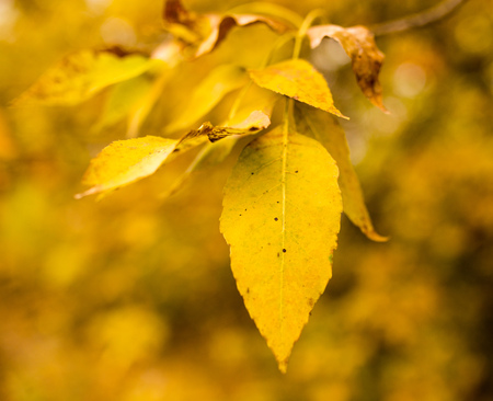 beautiful leaves on a tree in autumn .の写真素材