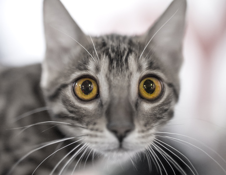 Portrait of a thoroughbred cat at the exhibition .