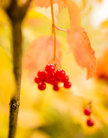 ripe red viburnum on nature in autumn .の写真素材