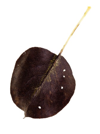 Autumn black leaf isolated on white background .の写真素材