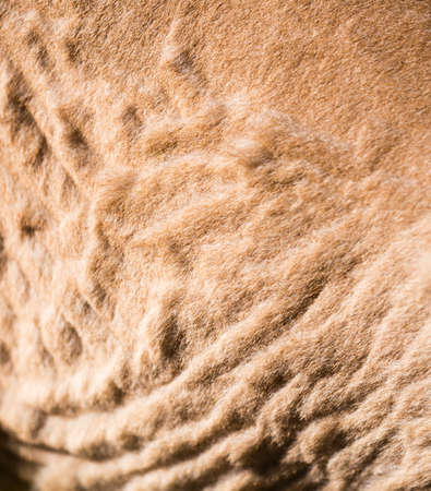 a ram from a wool as a background .の写真素材