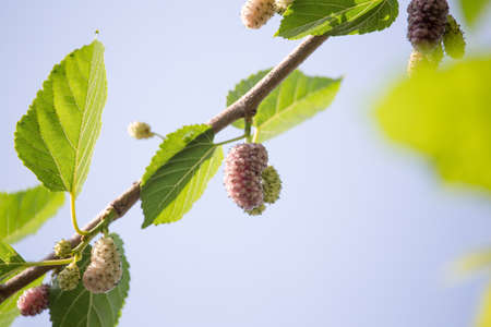 ripe mulberry berry on the branches of a tree .の写真素材