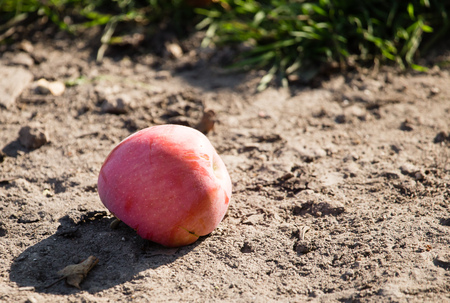Ripe apple on the ground in natureの写真素材