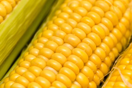 yellow corn kernels in the cob as a background .