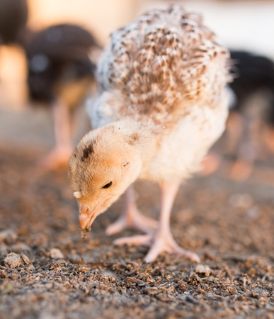 small turkey chickens graze on the farm .の写真素材