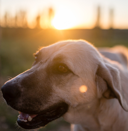 portrait of a dog at sunset in nature .の写真素材