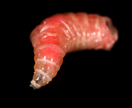 worm of maggots on a black background .の写真素材
