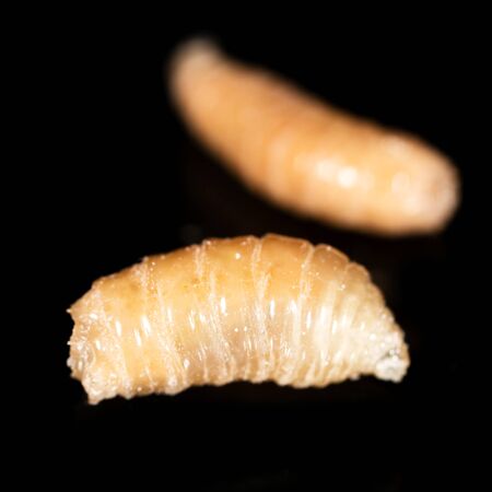 worm of maggots on a black background .の写真素材