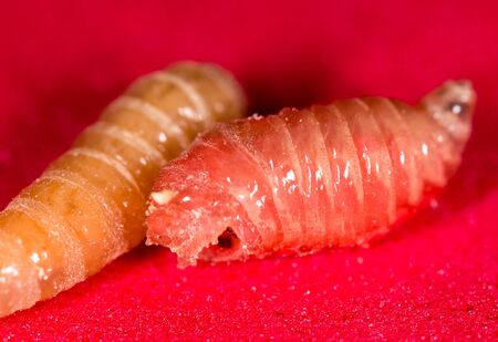 worm of maggots on a red background .の写真素材