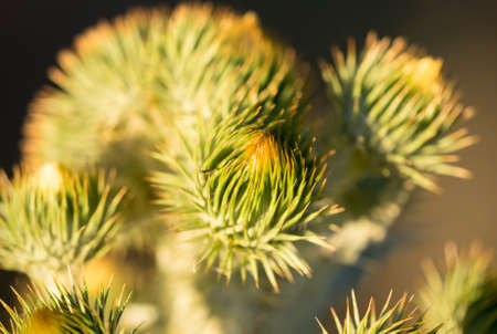 prickly plant in the park in the open air .の写真素材