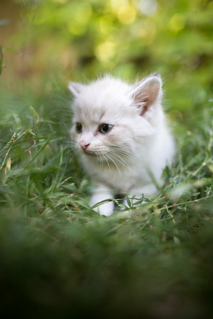 little kitten is walking in green grass outdoors .の写真素材