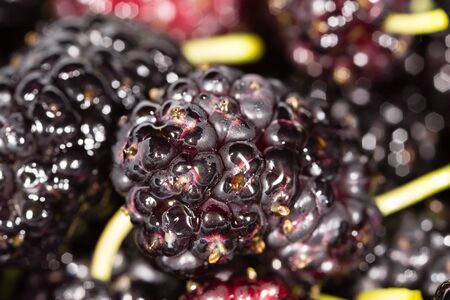 black mulberry berry as a background. macroの写真素材
