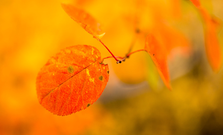 beautiful leaves on a tree in autumn .の写真素材