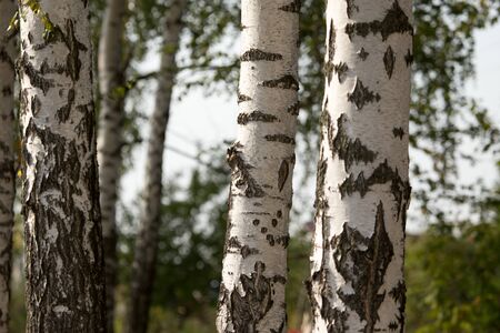 white trunks of a birch on the nature .の写真素材