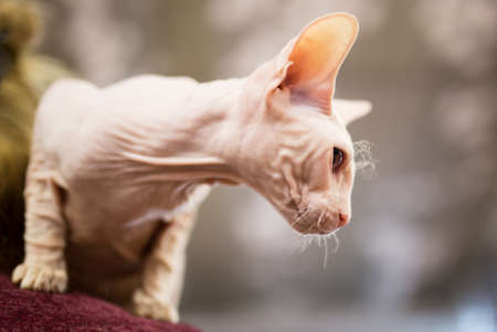 Portrait of a bald cat at an exhibition .の写真素材