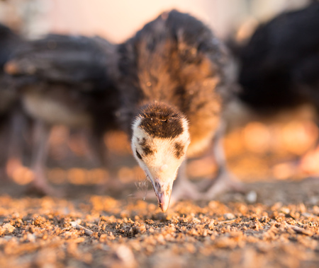 small turkey chickens graze on the farm .の写真素材