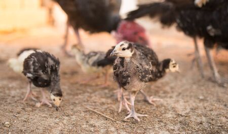 small turkey chickens graze on the farm .の写真素材