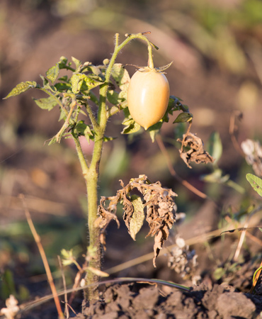 Sick tomato in the garden in natureの写真素材