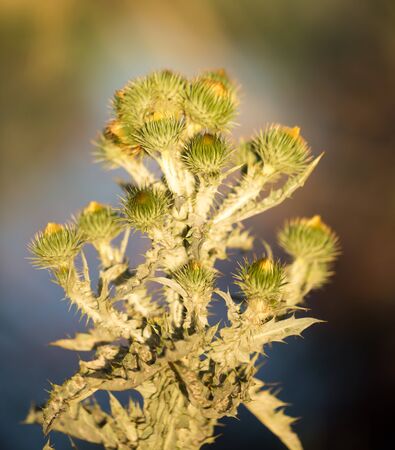 prickly plant in the park in the open air .の写真素材