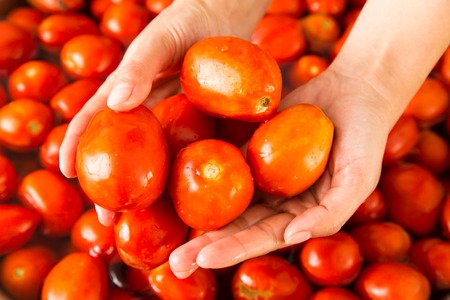 Red tomatoes in the hands of a girl .の写真素材