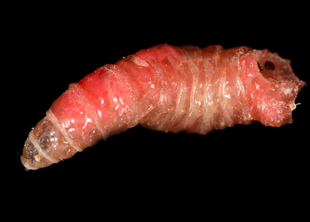 worm of maggots on a black background .