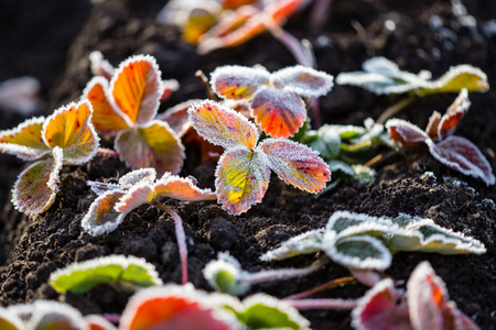 strawberry leaves in the icy autumn in the gardenの写真素材