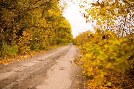 dirt road in the autumn in the natureの写真素材