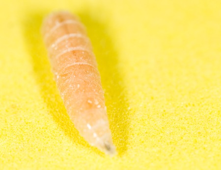 worm of maggots on a yellow background .の写真素材