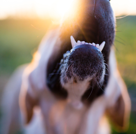 portrait of a dog at sunset in nature .の写真素材