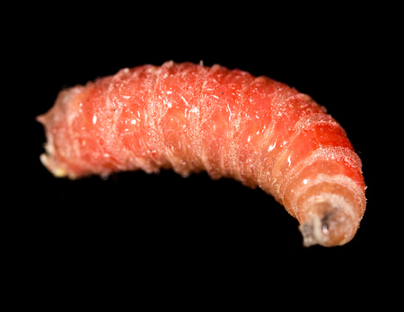 worm of maggots on a black background .の写真素材