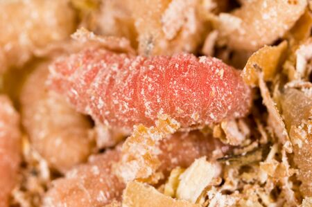 worms of maggots for fishing in sawdustの写真素材