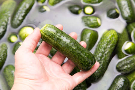 green cucumbers wash in water in hand .の写真素材