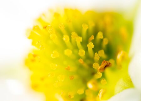 White flower with yellow pollen on nature. Macro