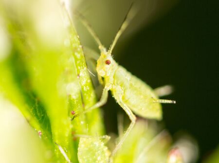 small aphid on a green leaf in the open air .の写真素材