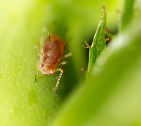 small aphid on a green leaf in the open air .