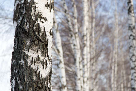 birch trunk in nature .の写真素材