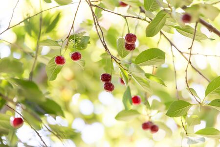 Cherry tree with ripe cherries in the garden. .