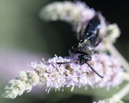 black beetle in nature. macro .の写真素材