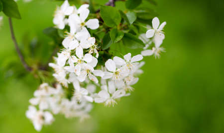Beautiful flowers on a tree in the nature .の写真素材