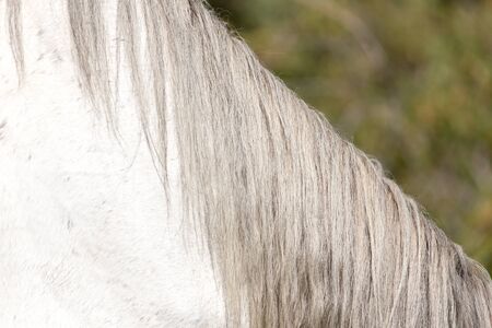 mane of a white horse .の写真素材