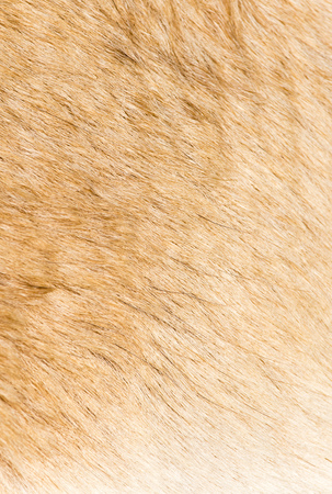 Wool of a dog as an abstract background .