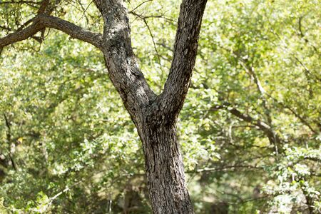 tree trunk in the forest .