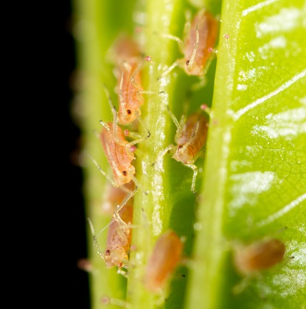 small aphid on a green leaf in the open air .の写真素材
