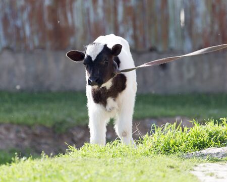 small calf in nature .の写真素材