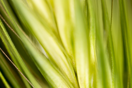 A green ear on the grass as a background. Macroの写真素材