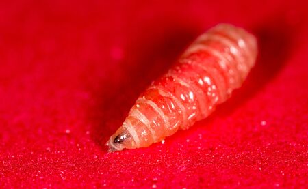 worm of maggots on a red background .の写真素材